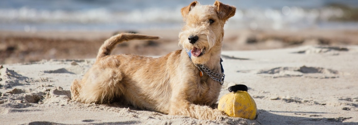 Lakeland Terrier chien