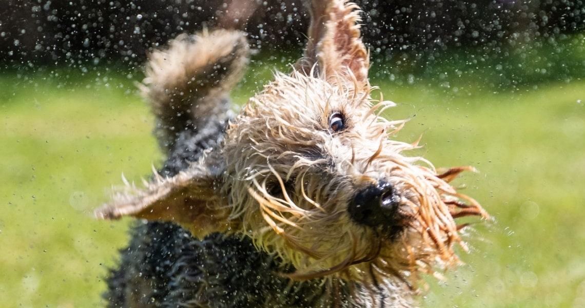 Lakeland Terrier - race de chien