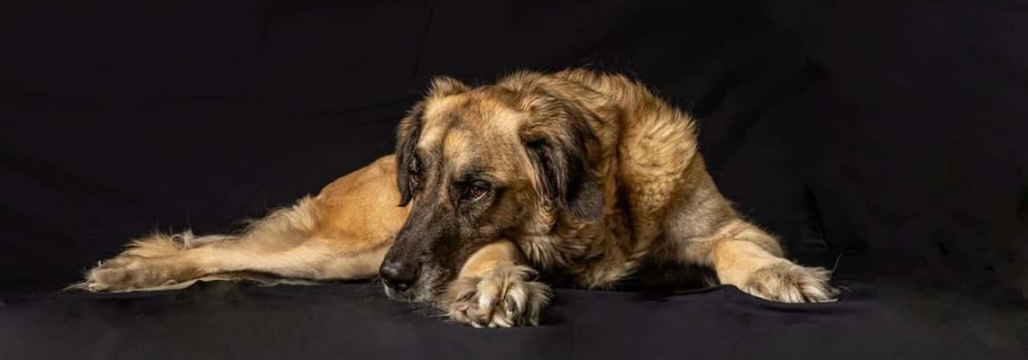 Mastiff de l'Alentejo