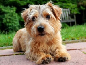 Norfolk Terrier