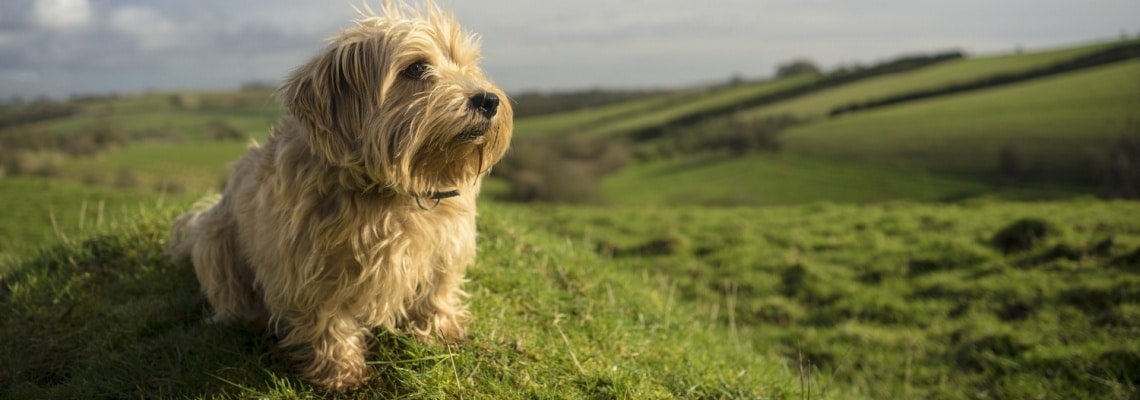 Norfolk terrier race de chien