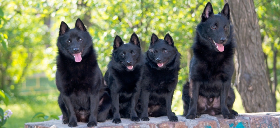 Schipperke