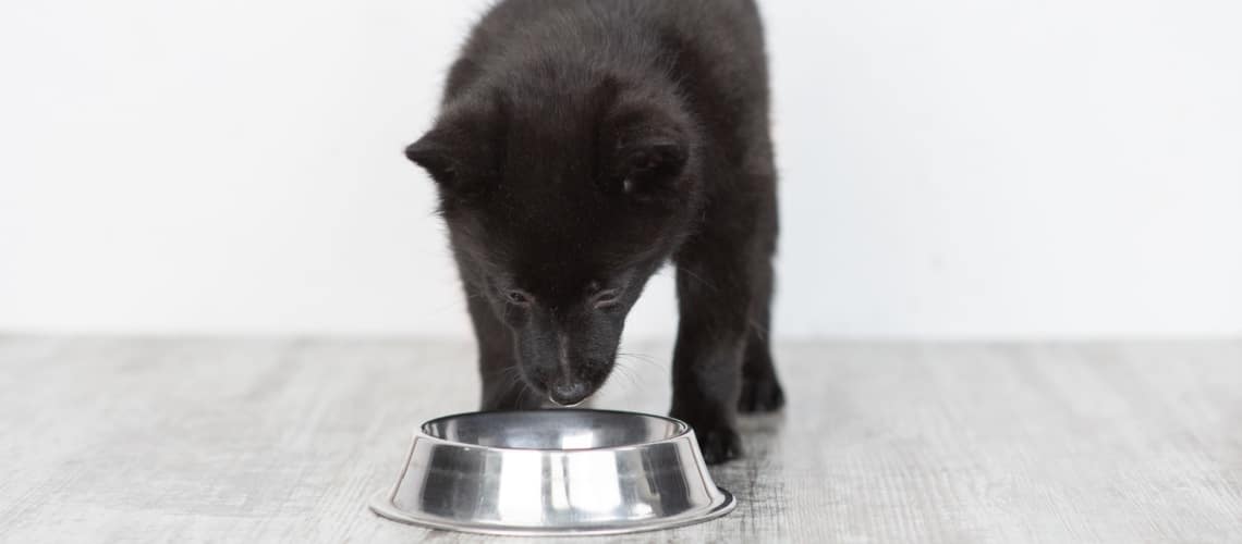 Schipperke mange