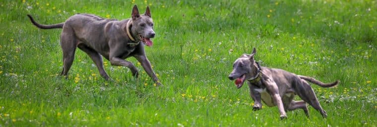 Thai Ridgeback