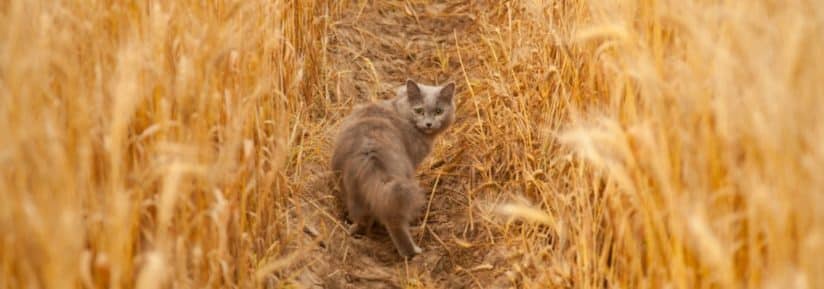 Les céréales sont-elles mauvaises pour les chats ?