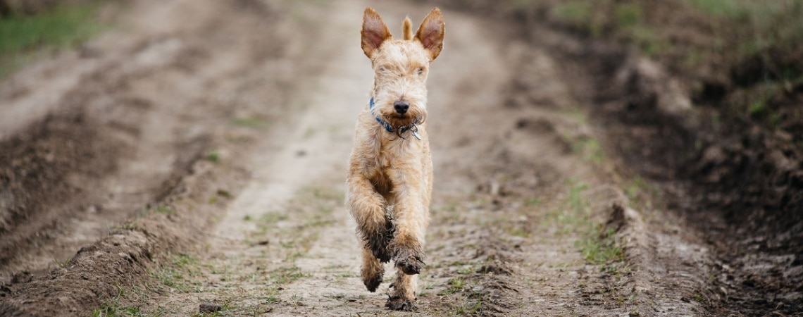 chien Lakeland Terrier