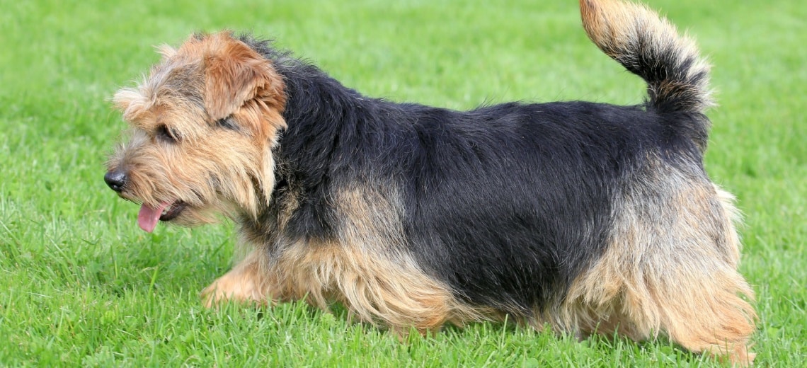 chien Norfolk terrier