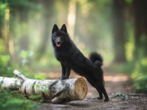 Schipperke