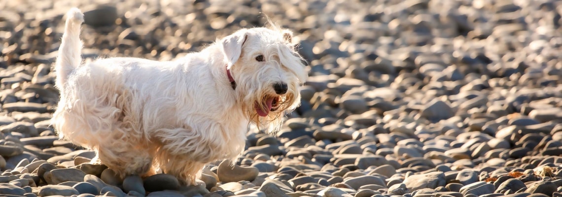 chien Sealyham Terrier