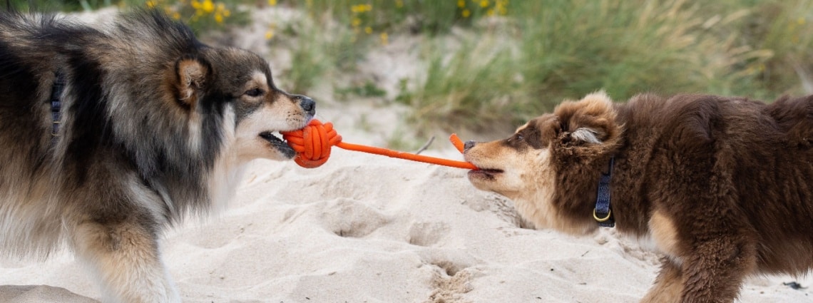 chien finnois avec autre chien