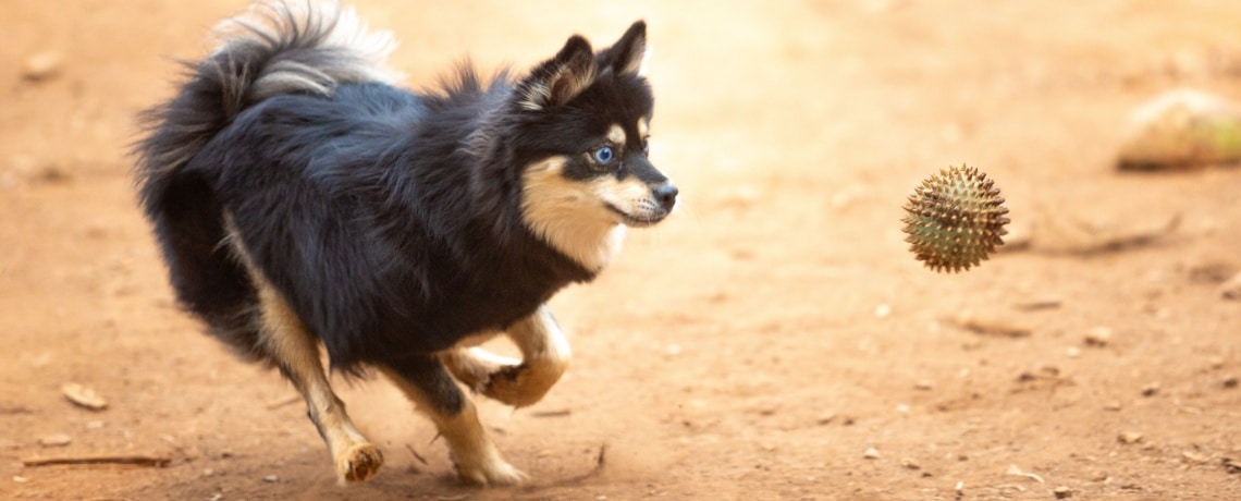 chien finnois de Laponie