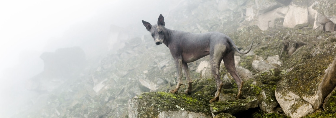 chien nu du pérou