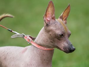 chien sans poil péruvien