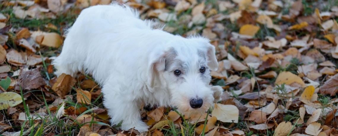 chiot Sealyham Terrier