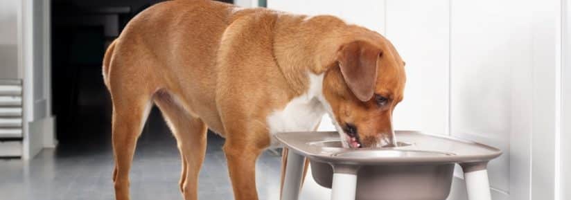 gamelle anti-éclaboussure pour chien