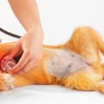 insuffisance cardiaque chez le chien