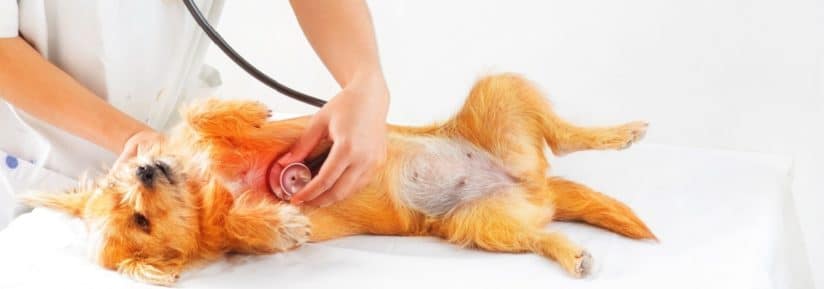 insuffisance cardiaque chez le chien