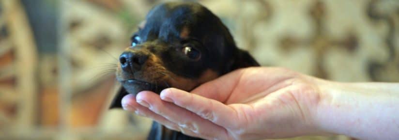 maladie congénitale chien