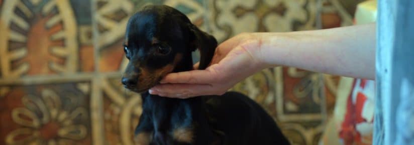 maladie congénitale du chien