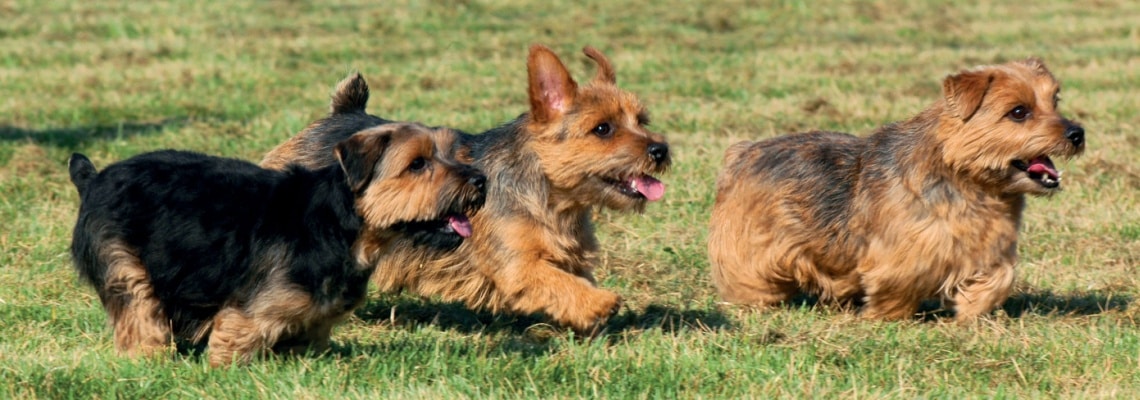 meute Norfolk terrier