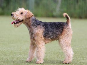 race Lakeland Terrier