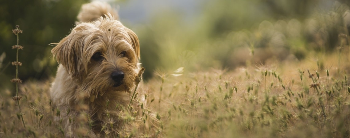 race de chien Norfolk terrier 