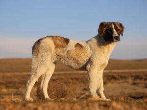 rafeiro do alentejo