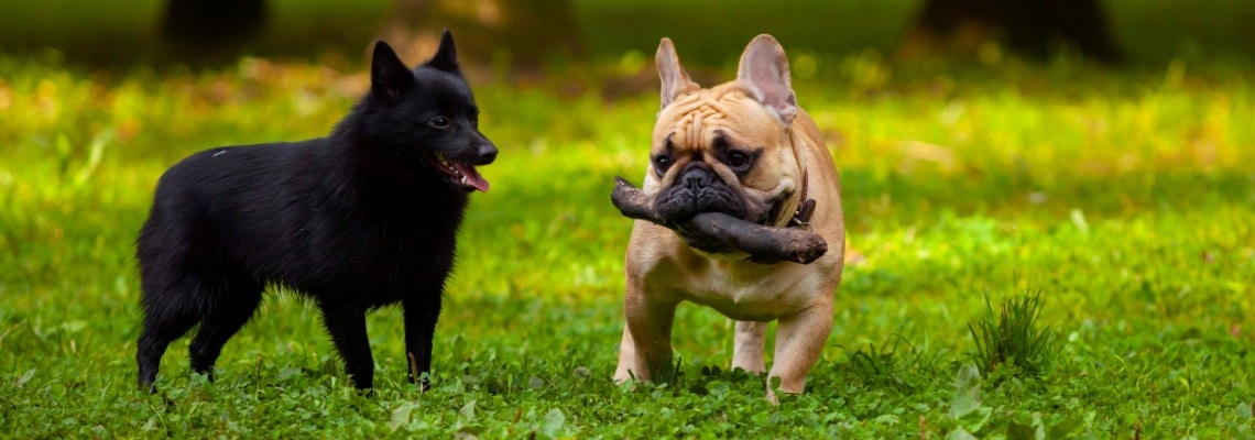 schipperke avec bouledogue français