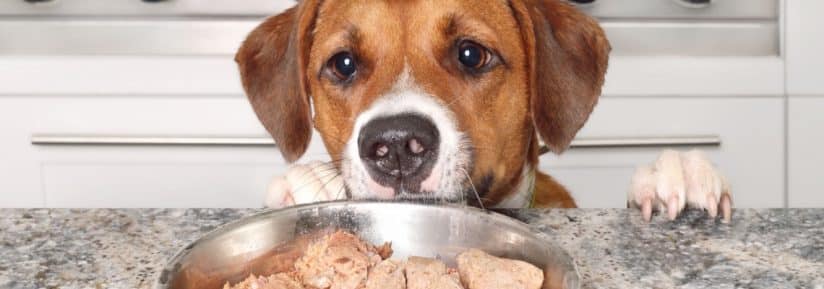 Pâtée hypoallergénique pour chien