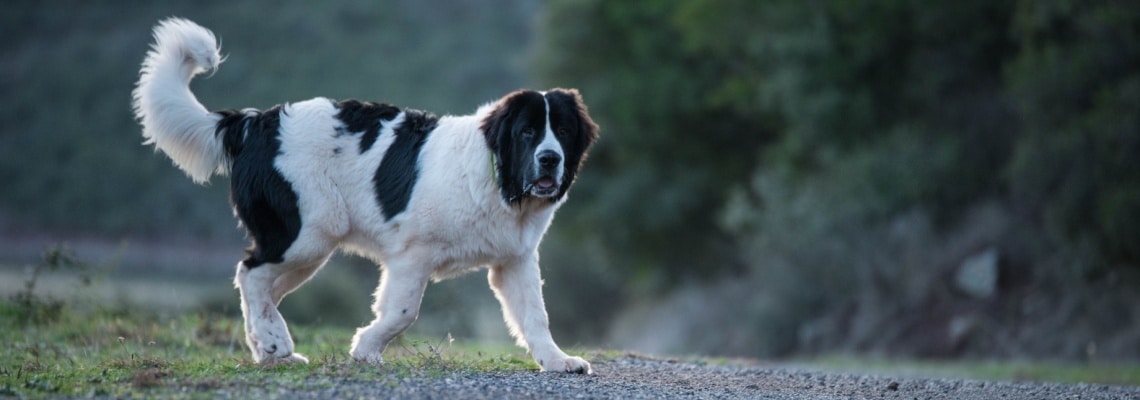 Landseer blanc à plaques noires