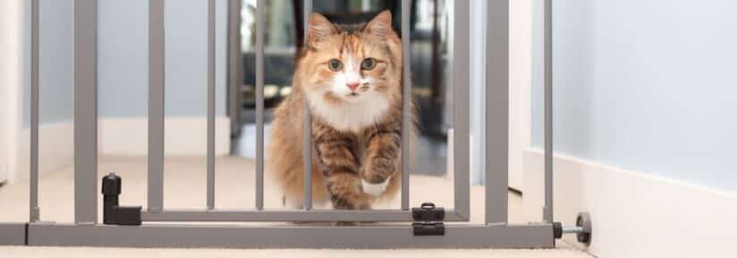 Chat qui pète