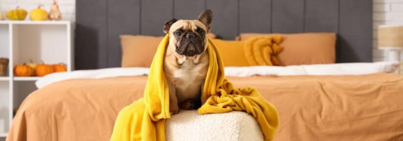 remèdes de grand-mère pour les flatulences du chien