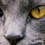 Cataracte du chat