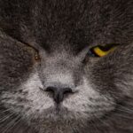 Entropion du chat