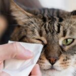 chat oeil qui coule
