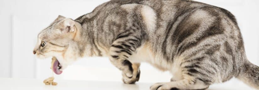 Mon chat vomit sa nourriture non digérée
