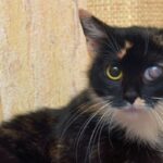 glaucome chat