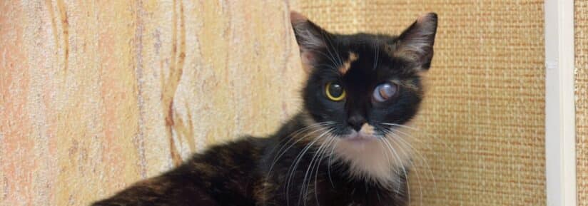 glaucome chat