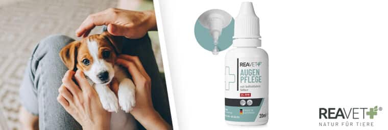ReaVet – Collyre spécial pour chiens et chats, à l’argent colloïdal