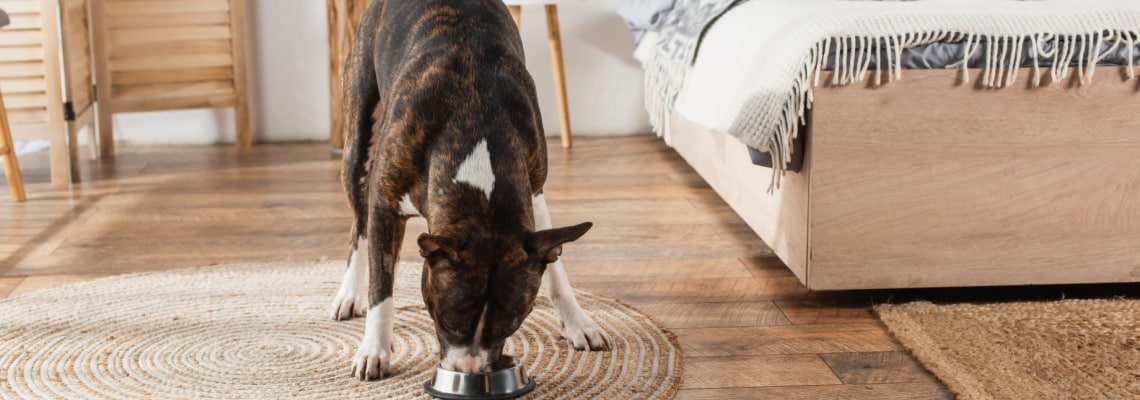 alimentation American Staffordshire terrier