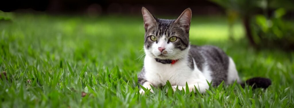 race de chat American Wirehair