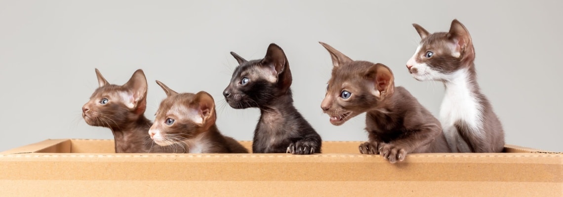 4 chatons Oriental Shorthair