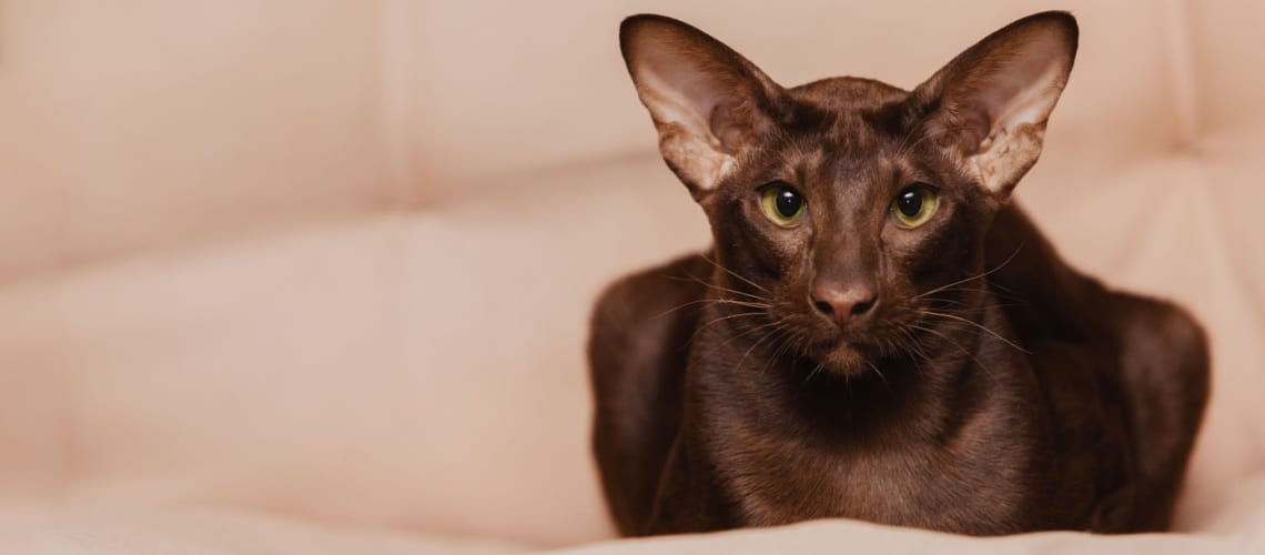 Oriental Shorthair