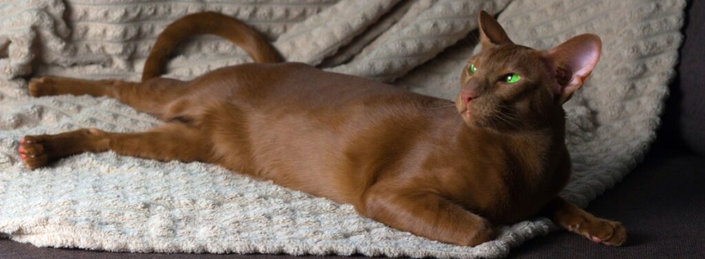 Oriental Shorthair marron avec yeux verts