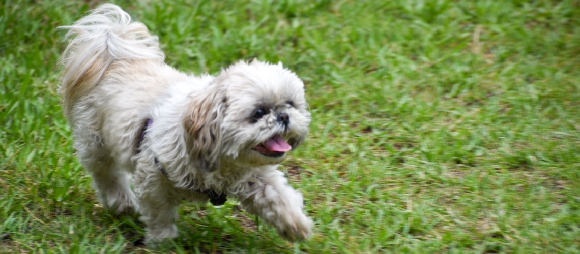 Shih Tzu