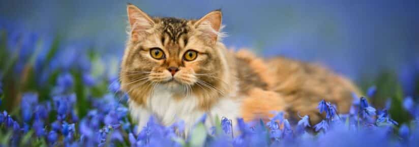 chaton sibérien