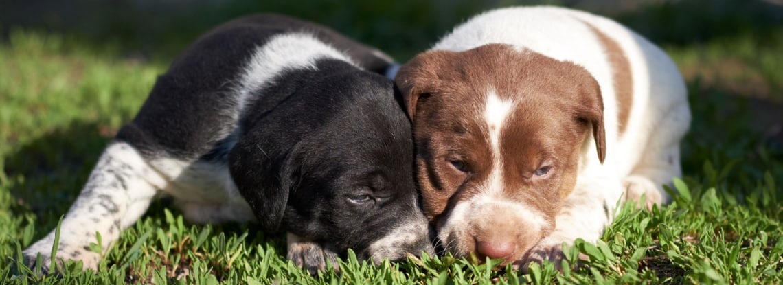 2 chiots braque allemand