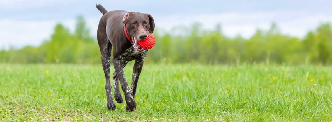 chien braque allemand