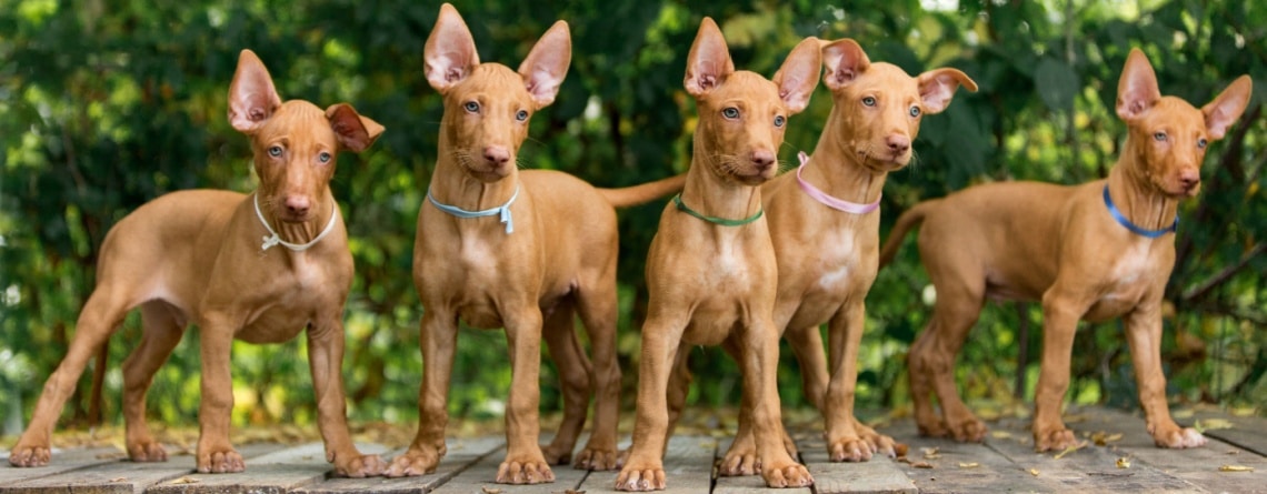 élevage lévrier du pharaon