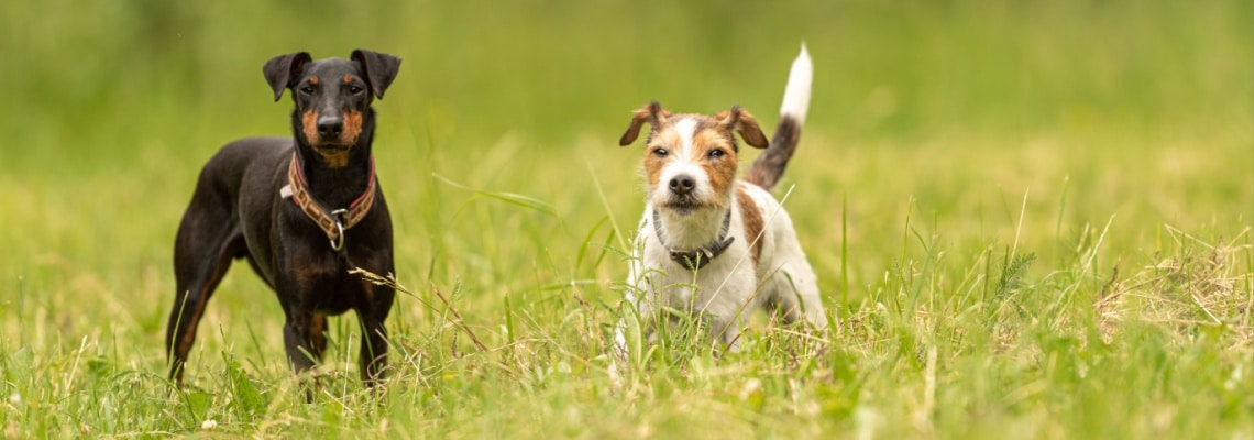 manchester terrier avec autre chien